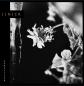 Preview: Jinjer - Wallflowers LP (Black Vinyl)